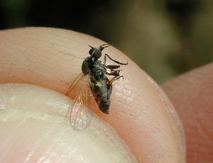 alerta por plaga de mosca negra en Madrid