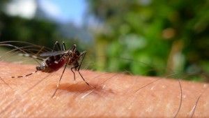 mosquito tigre posado sobre un brazo humano
