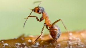 especie invasora de hormiga