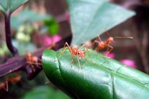 riesgos de las hormigas invasoras