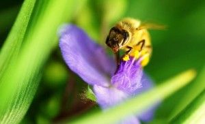 la abeja succiona el polen de las flores