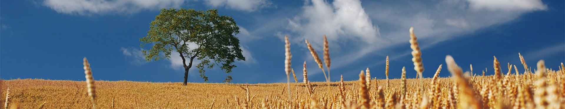 Diagnóstico regulatorio de fertilizantes en campo trigo
