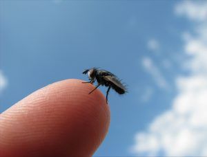 presencia de mosca en ambientes exteriores