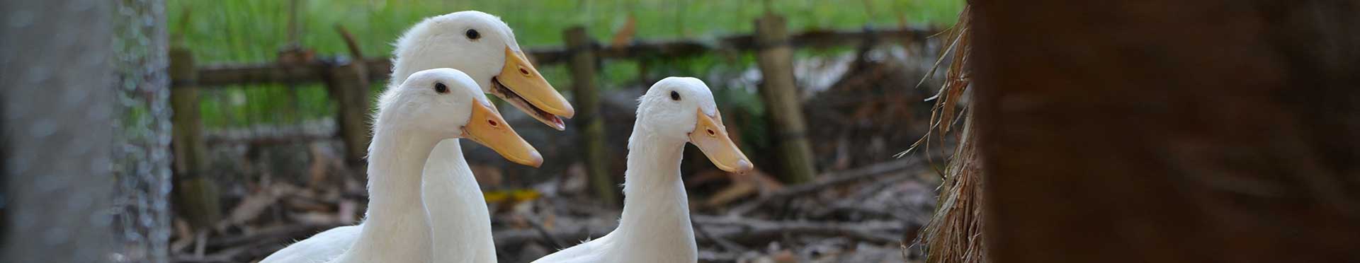Implantación de GMP en granja de patos