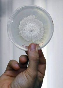 hongos en placa petri