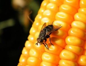 mosca se posa en los alimentos como pueda ser el maiz