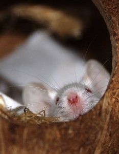 presencia de roedores en pequeños agujeros