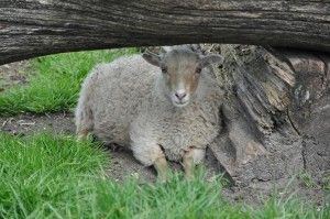 ganaderías de ovejas aseguran la seguridad alimentaria
