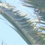 daños en la hoja de palmera provocados por el picudo rojo