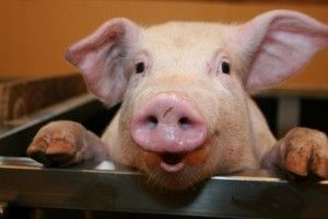 empresas porcinas deben asegurar la seguridad alimentaria