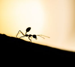 eliminar la presencia de hormigas