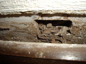 madera dañada por la actividad de las termitas