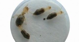 cuatro ejemplares de termitas que eliminar