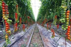 seguridad alimentaria en invernadero de tomates