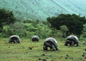 curiosidades de las tortugas de Islas Galápagos