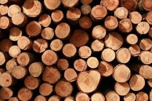 el uso de madera y el medio ambiente de las empresas
