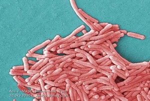 bacterias de legionella pneumophila
