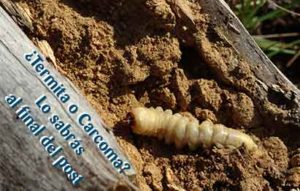 aprender a diferenciar entre carcomas y termitas