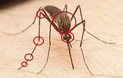 como identificar al mosquito aedes japonicus
