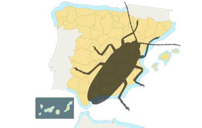 cucarachas es la plaga más numerosa en España