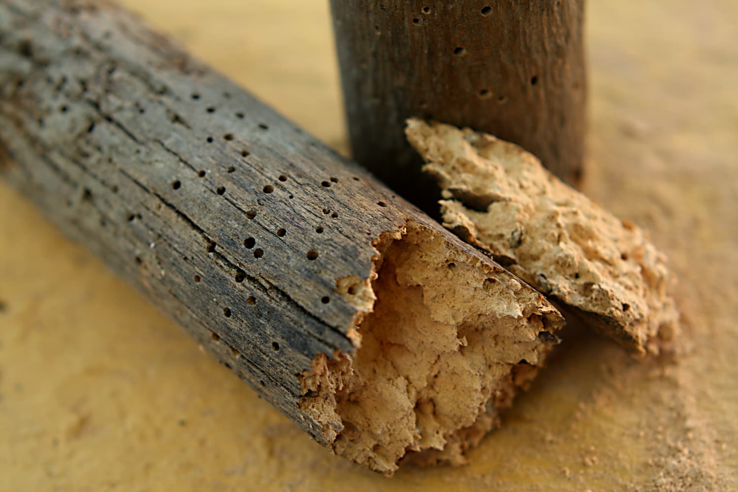 Tratamiento eliminar carcoma madera de forma natural