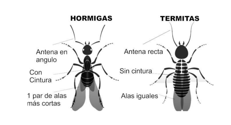 diferencias entre termitas y hormigas aladas