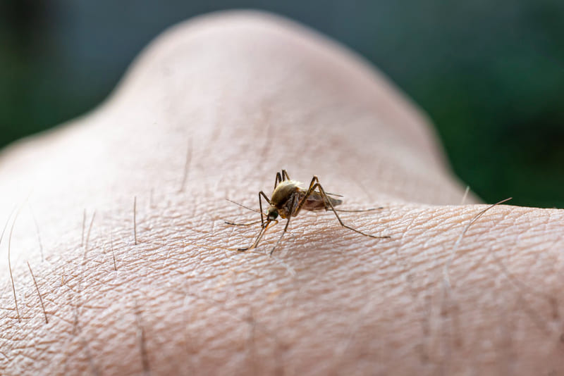 mosquito chupando sangre humana