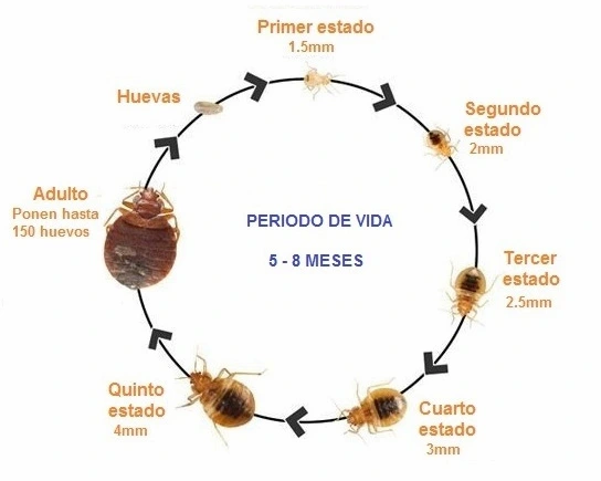 ciclo biológico chinche