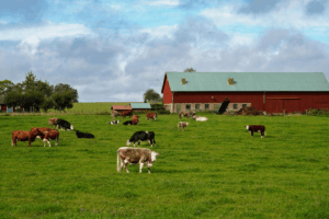 Inscripción en el Registro Sanitario de Alimentación Animal para empresa fabricante de piensos compuestos